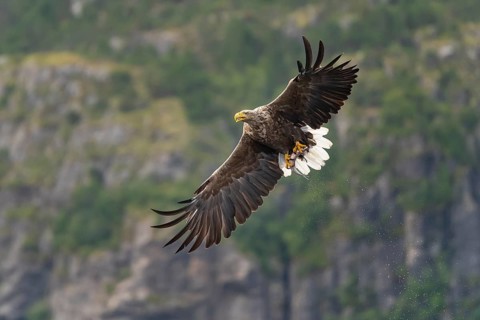 White-tailed eagle