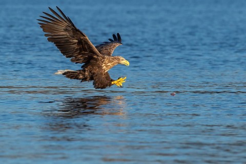 White-tailed eagle