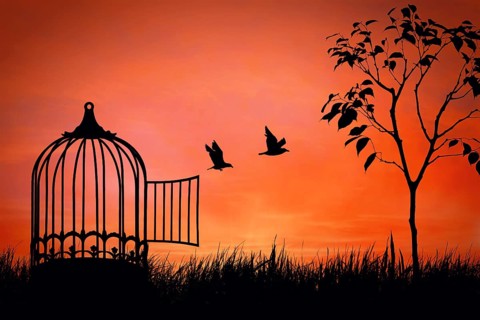 Birds couple escaping from the cage