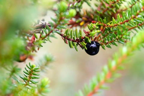 Black crowberry