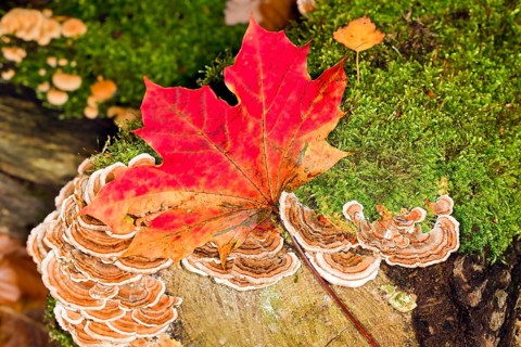 Tree fungi with red maple leaf on a mossy tree trunk