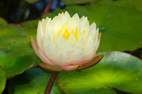 Hardy water lily