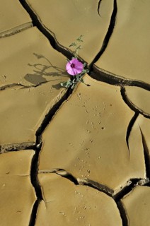 Dry clay soil