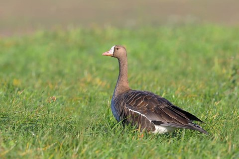 Lesser white-fronted goose
