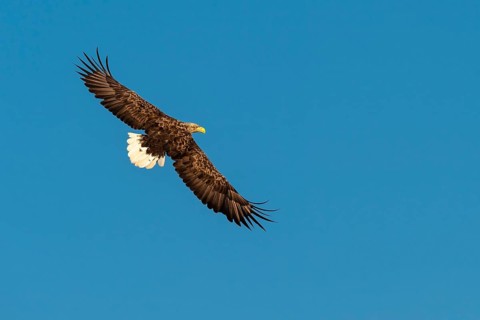 White-tailed eagle