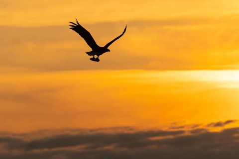 White-tailed eagle