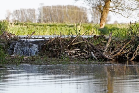 Dammed stream by a European beaver