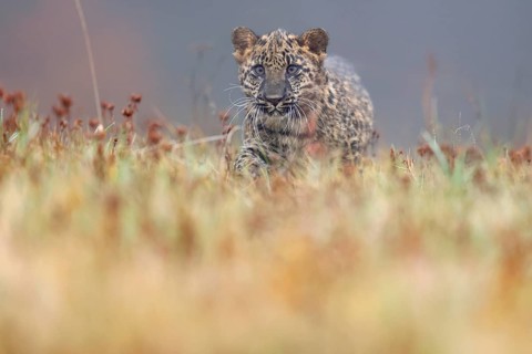 Indian indian leopard