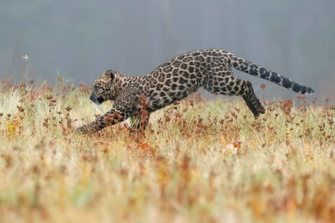 Indian indian leopard