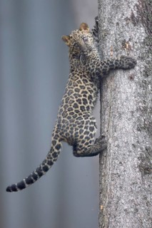 Indian indian leopard