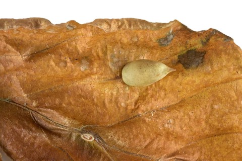 Beech gall midge