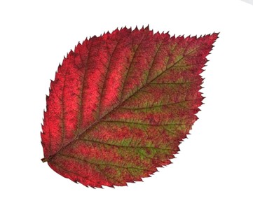 Blackberry