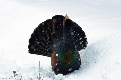 Western capercaillie