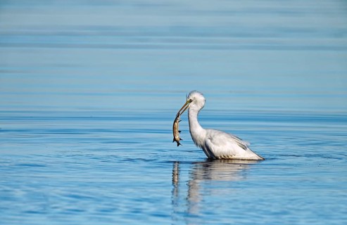 Great egret