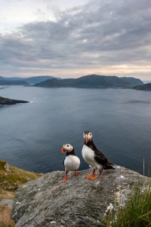 Puffin