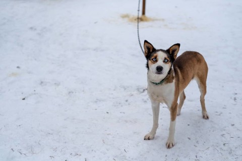 Siberian husky