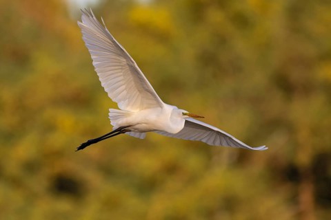 Great egret