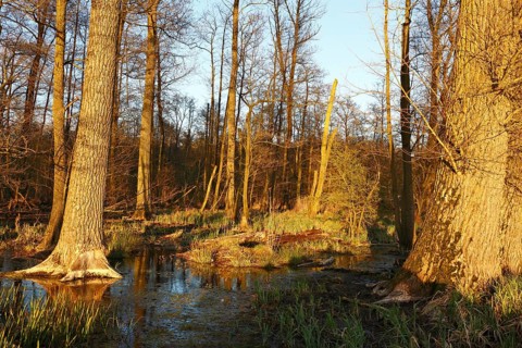Flooded softwood forest in spring in the Peene Valley River Landscape nature Park