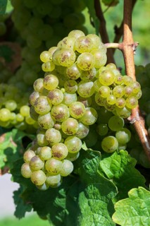 Grapes