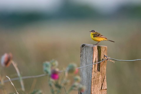 Meadow Wagtail