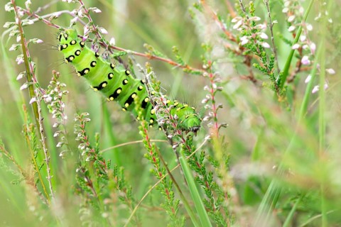 Small emperor moth