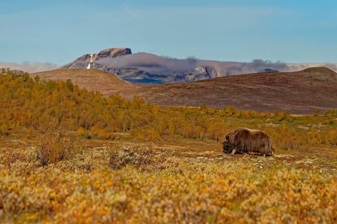 Musk ox