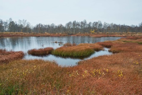 Autumn bog with narrow-leaved common cottongrass