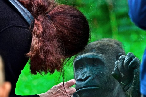 Woman with gorilla at the zoo