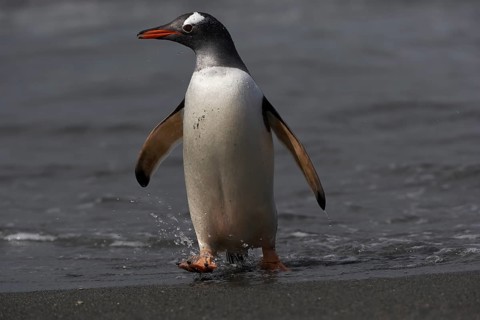 Gentoo penguin