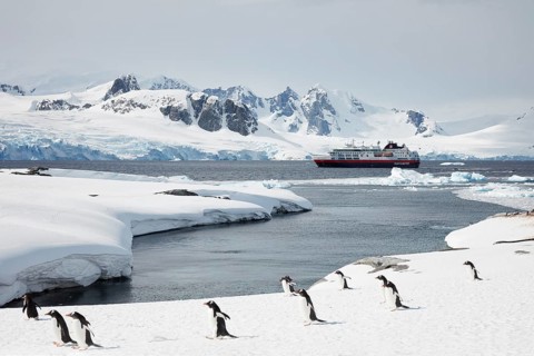 Gentoo penguins
