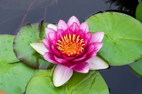 Water lily