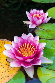 Water lily