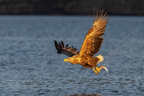 White-tailed eagle