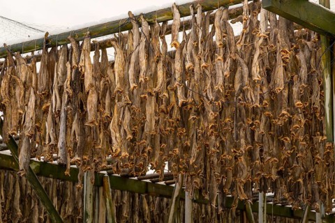 Cod stockfish drying on rack