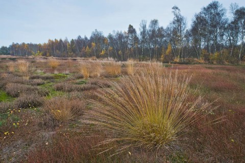 Purple moor grass