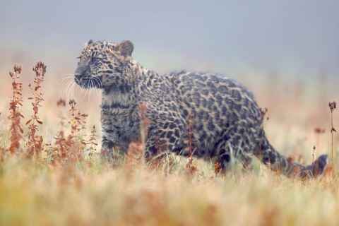 Indian indian leopard