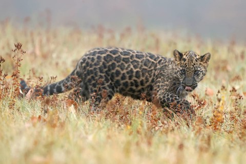 Indian indian leopard