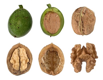 Common persian walnut