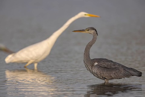 Grey heron