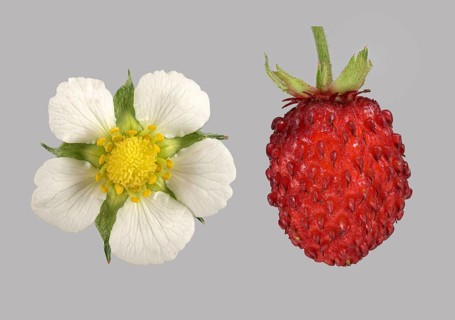 Woodland strawberry