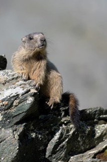 Alpine marmot