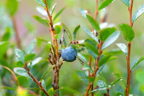 Bog bilberry