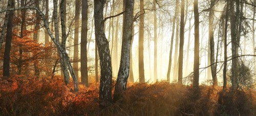 Warty birch