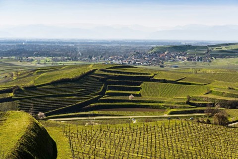 Vineyards in spring