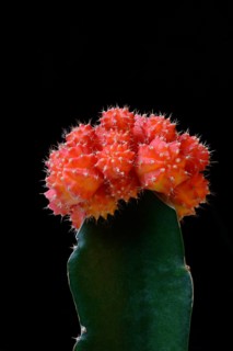 Grafted cactus