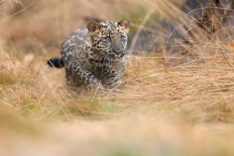Indian indian leopard