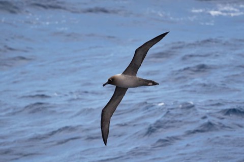 Light-mantled albatross
