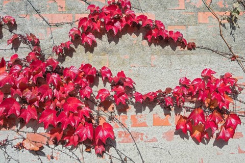 Boston ivy