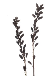 Seed stand of indigo lupine