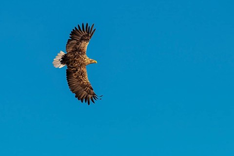 White-tailed eagle